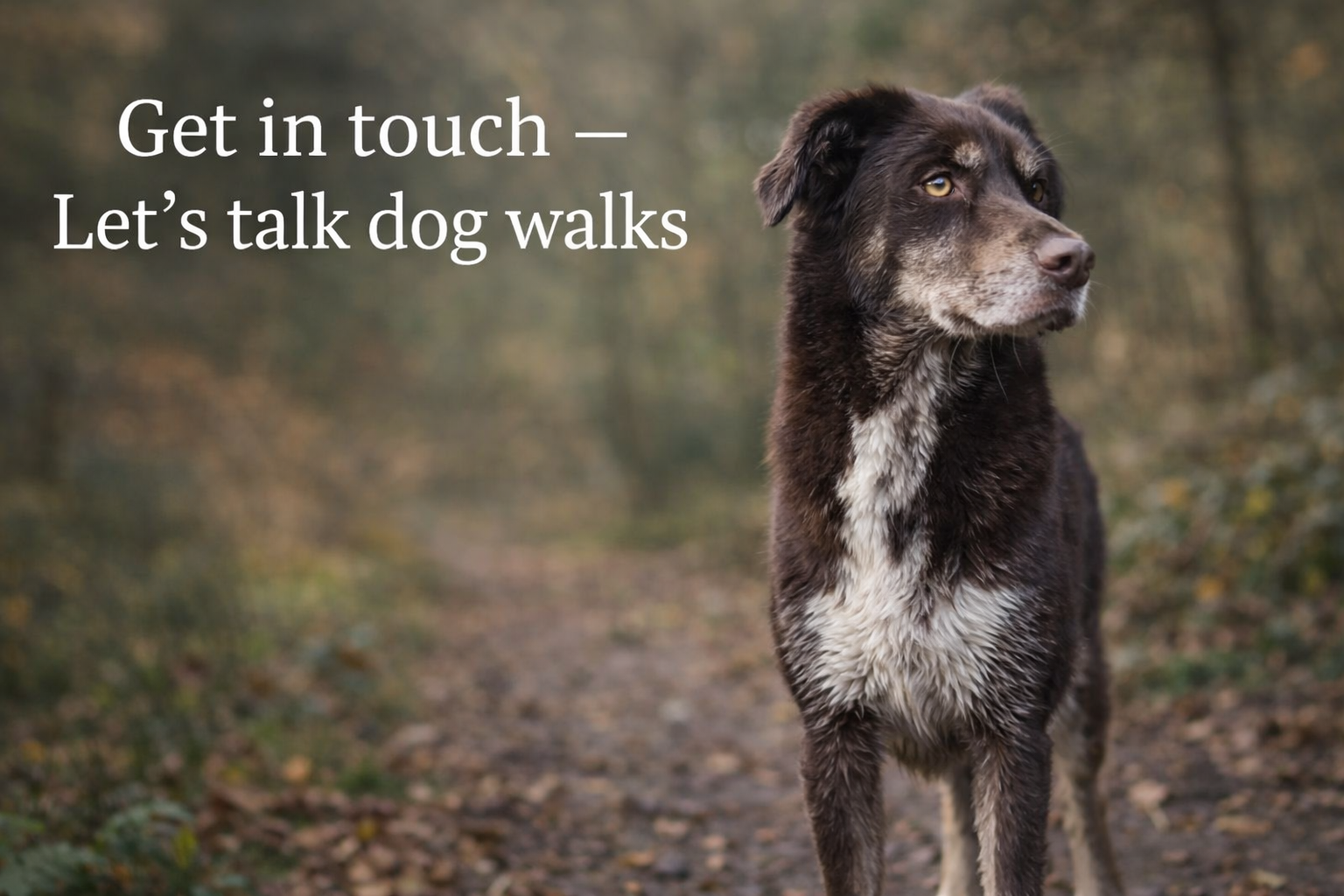 dog walk Kilmarnock, dog walker Kilmarnock